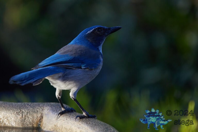 California Scrub Jay