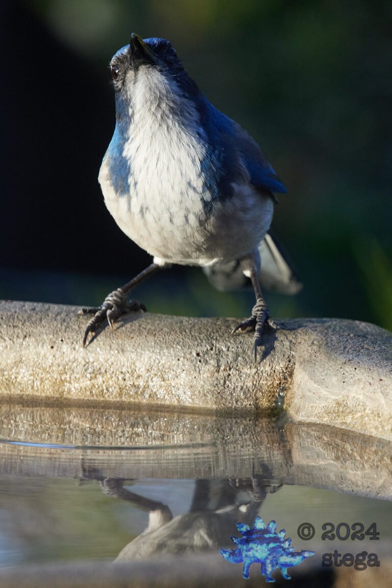 California Scrub Jay