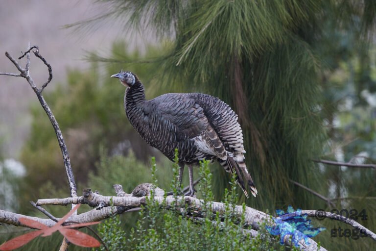 Wild Turkey