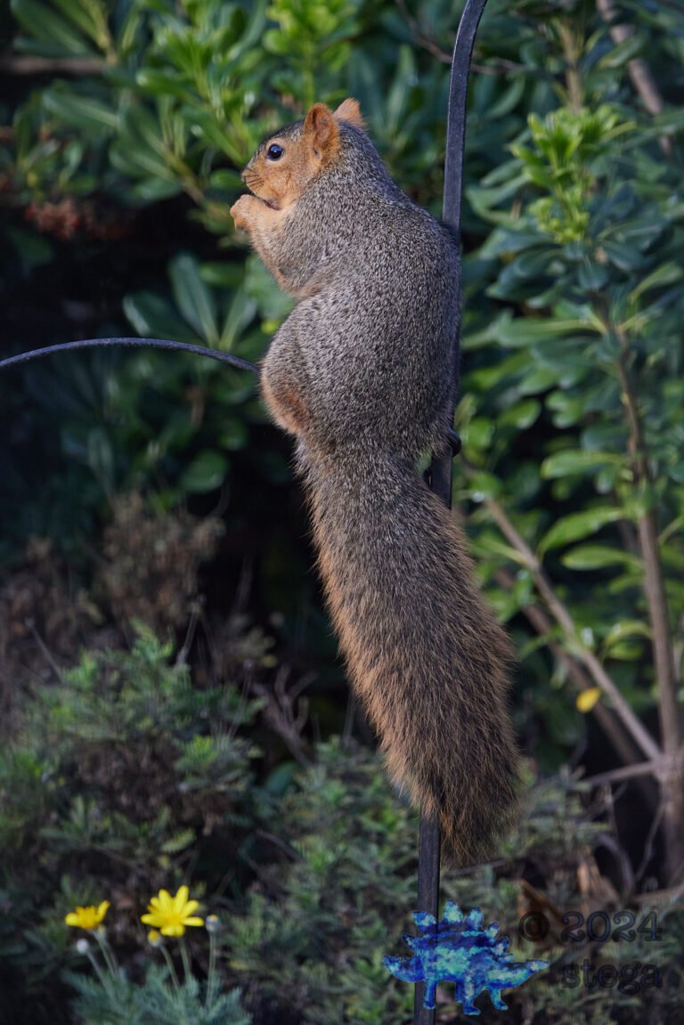 Fox Squirrel
