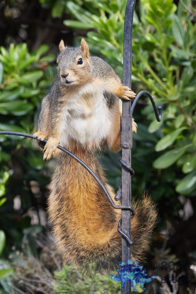 Fox Squirrel
