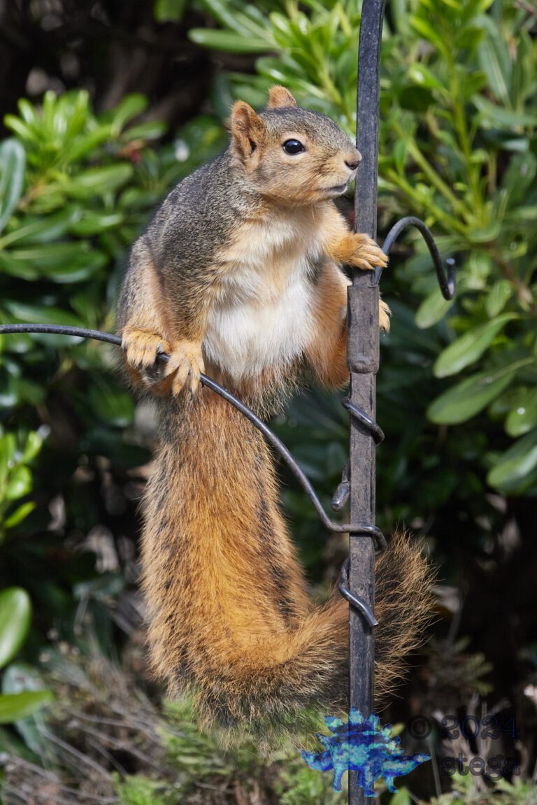 Fox Squirrel