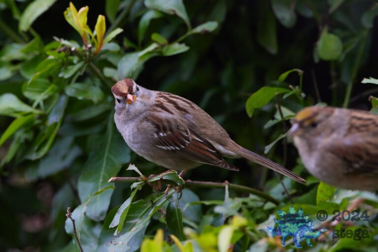White-Crowned Sparrow