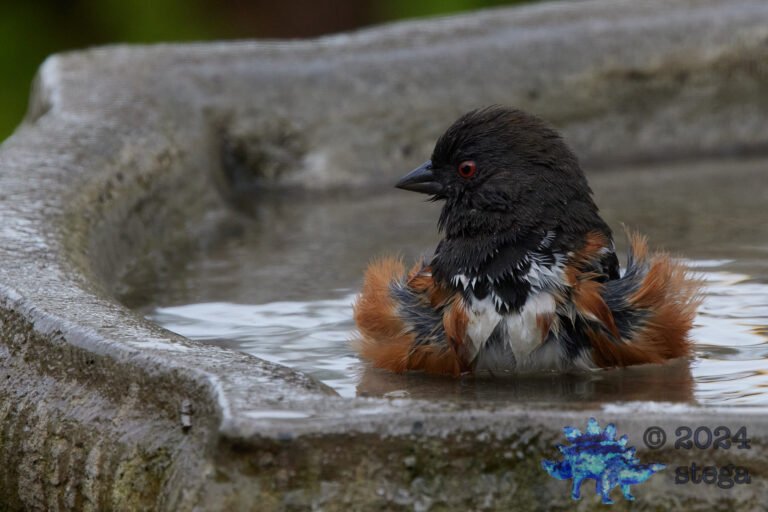 Spotted Towhee