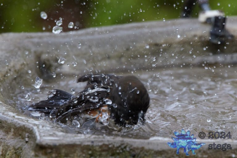 Spotted Towhee