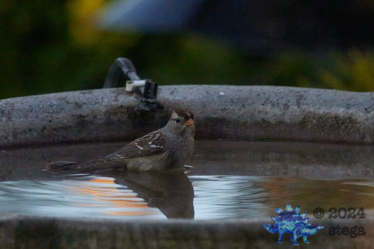 White-Crowned Sparrow