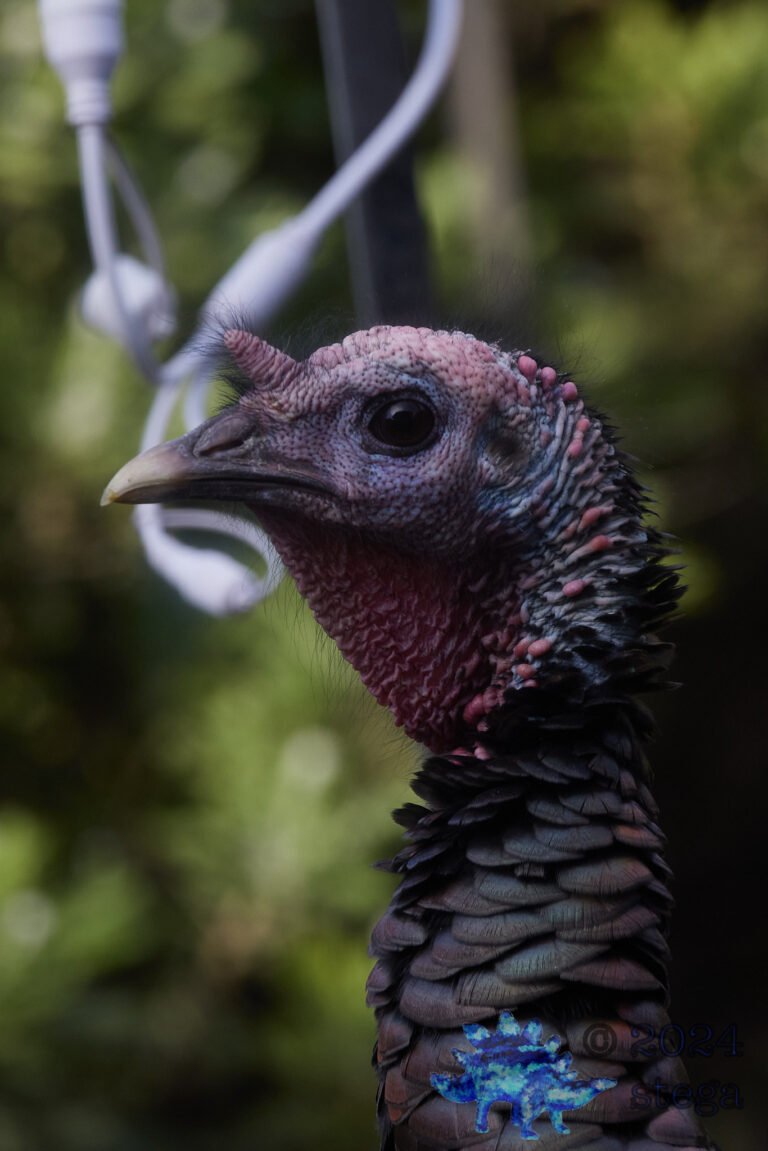 Wild Turkey