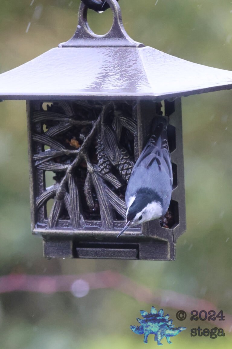 White-Crowned Sparrow