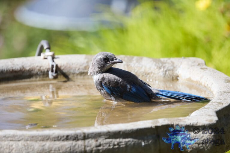 California Scrub Jay