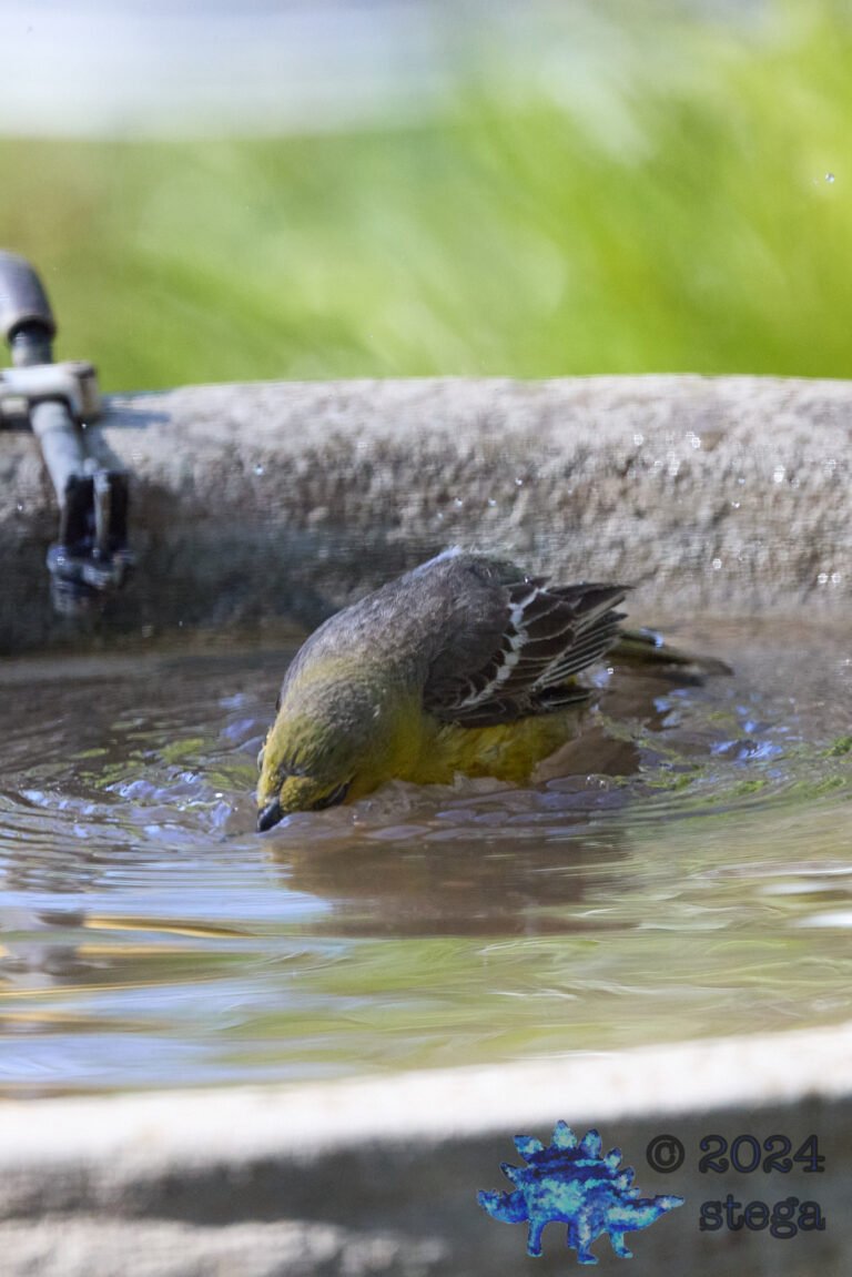 Bullock’s Oriole, Hooded Oriole