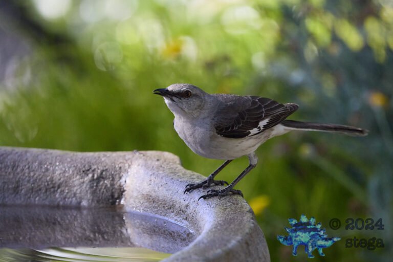 Northern Mockingbird