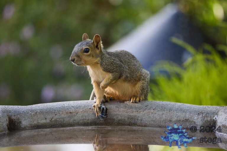 Fox Squirrel