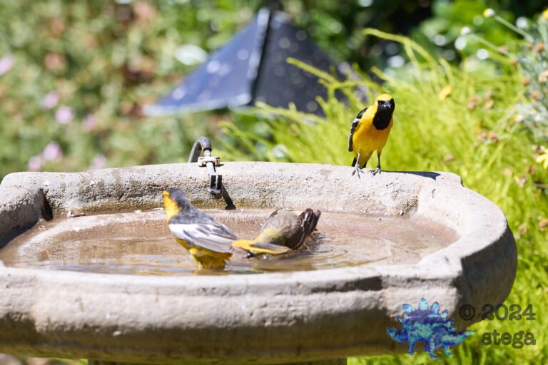 Bullock’s Oriole, Hooded Oriole