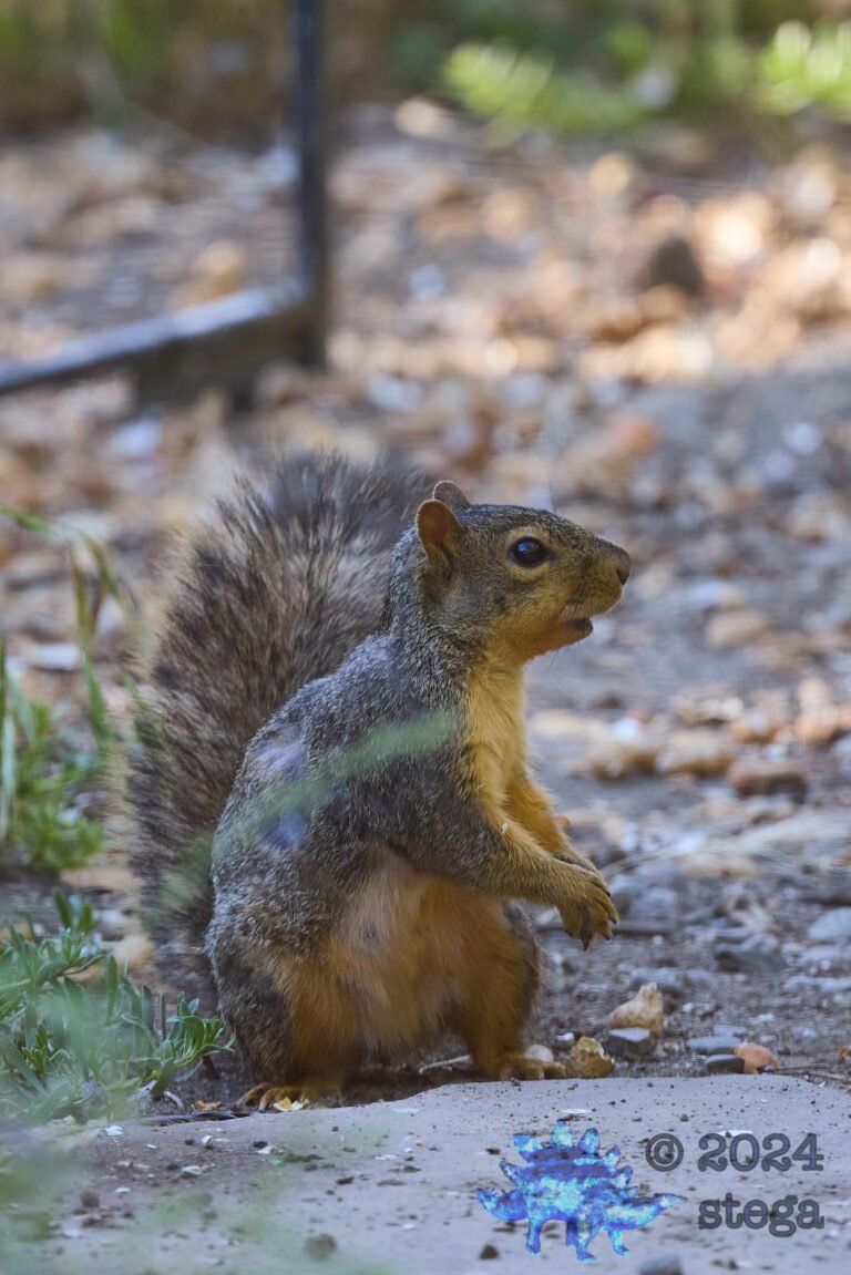 Fox Squirrel