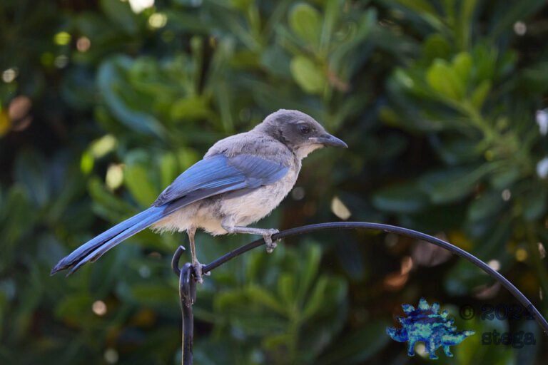 California Scrub Jay