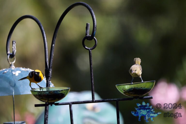 Hooded Oriole