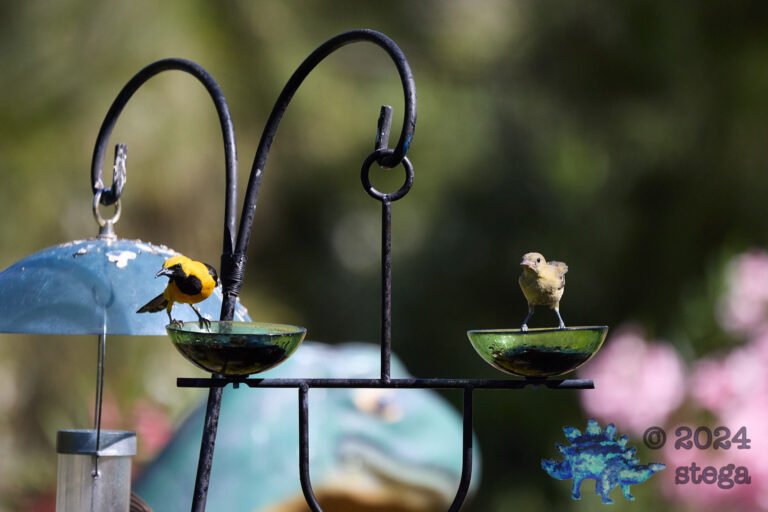 Hooded Oriole
