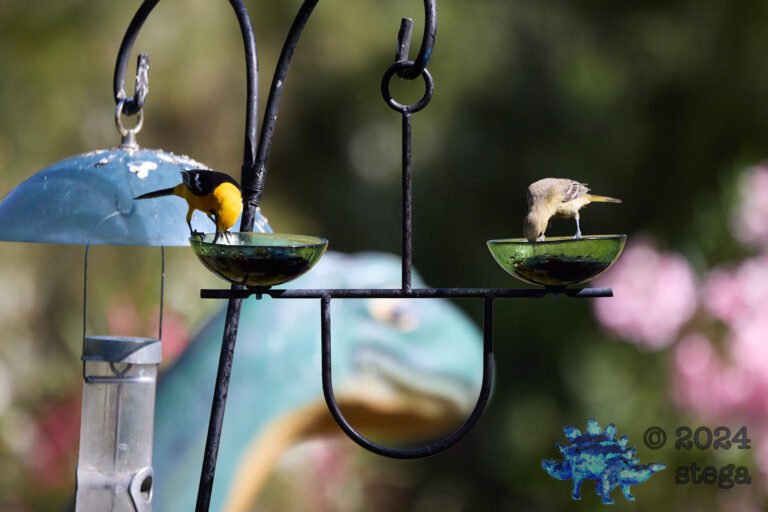 Hooded Oriole