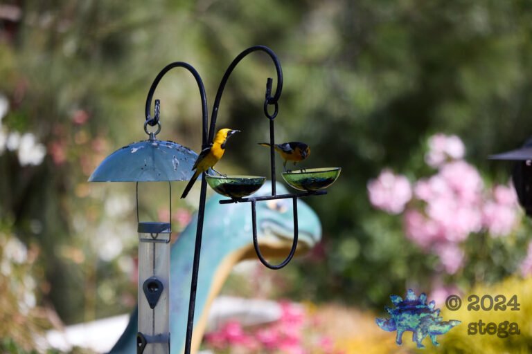 Bullock’s Oriole, Hooded Oriole