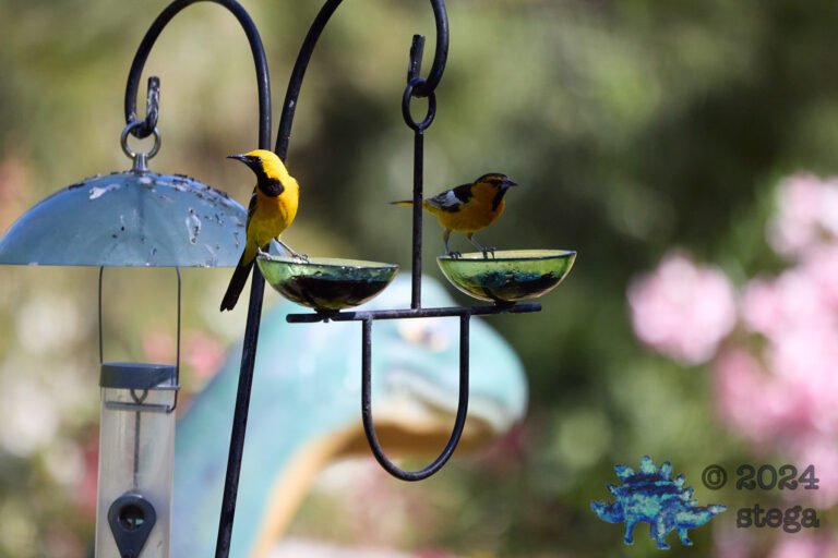 Bullock’s Oriole, Hooded Oriole