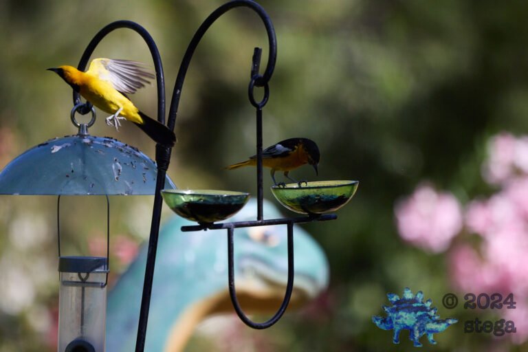 Bullock’s Oriole, Hooded Oriole