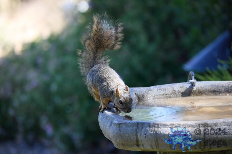Fox Squirrel