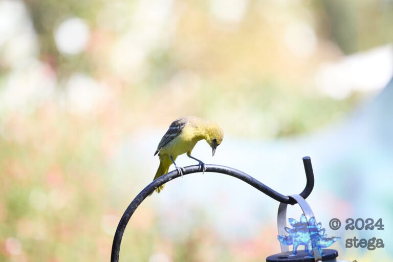 Bullock’s Oriole