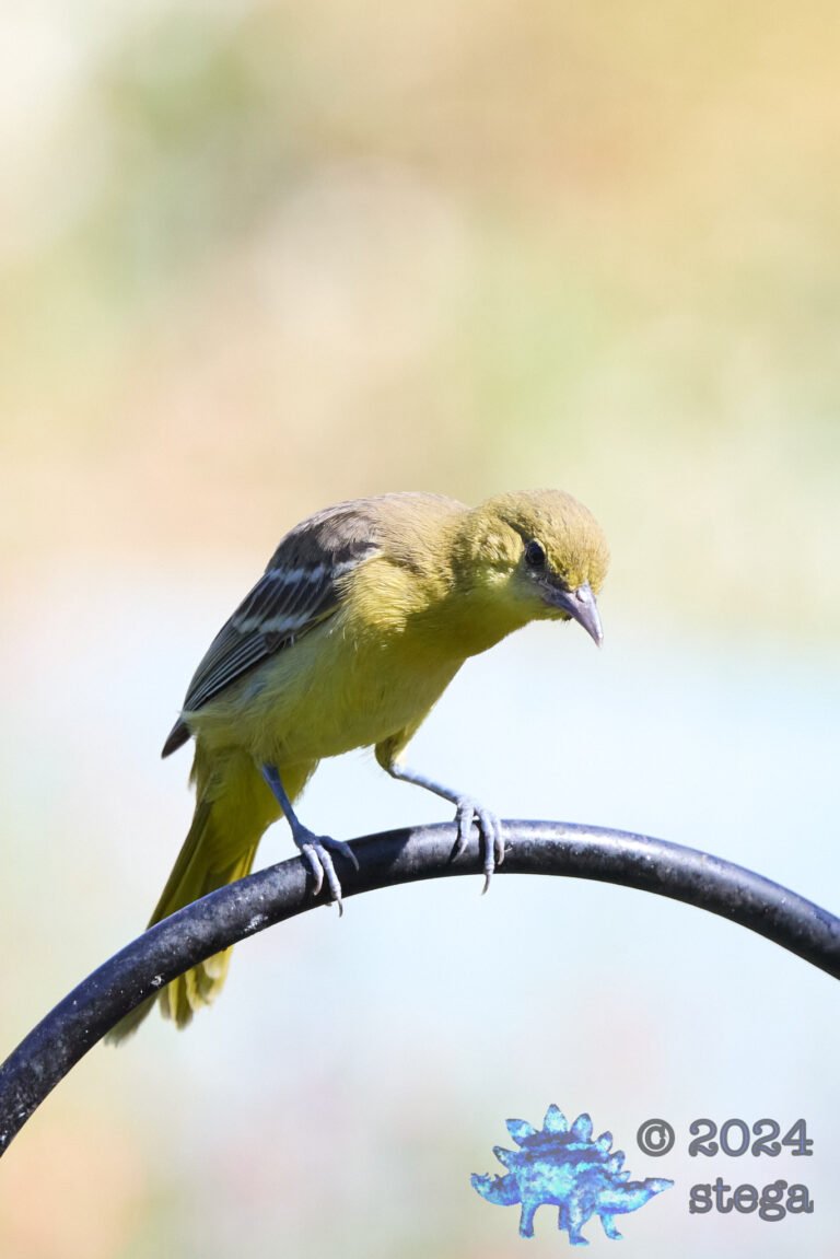Bullock’s Oriole