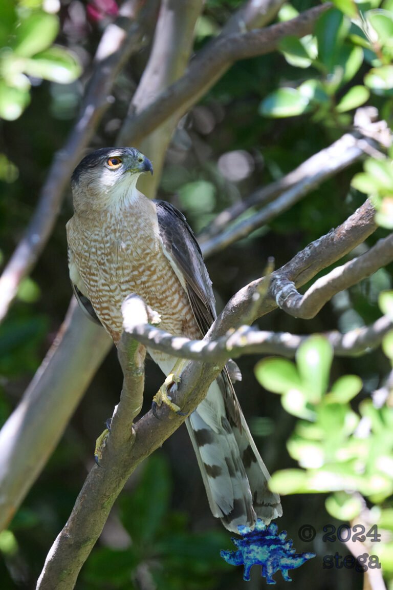 Cooper’s Hawk