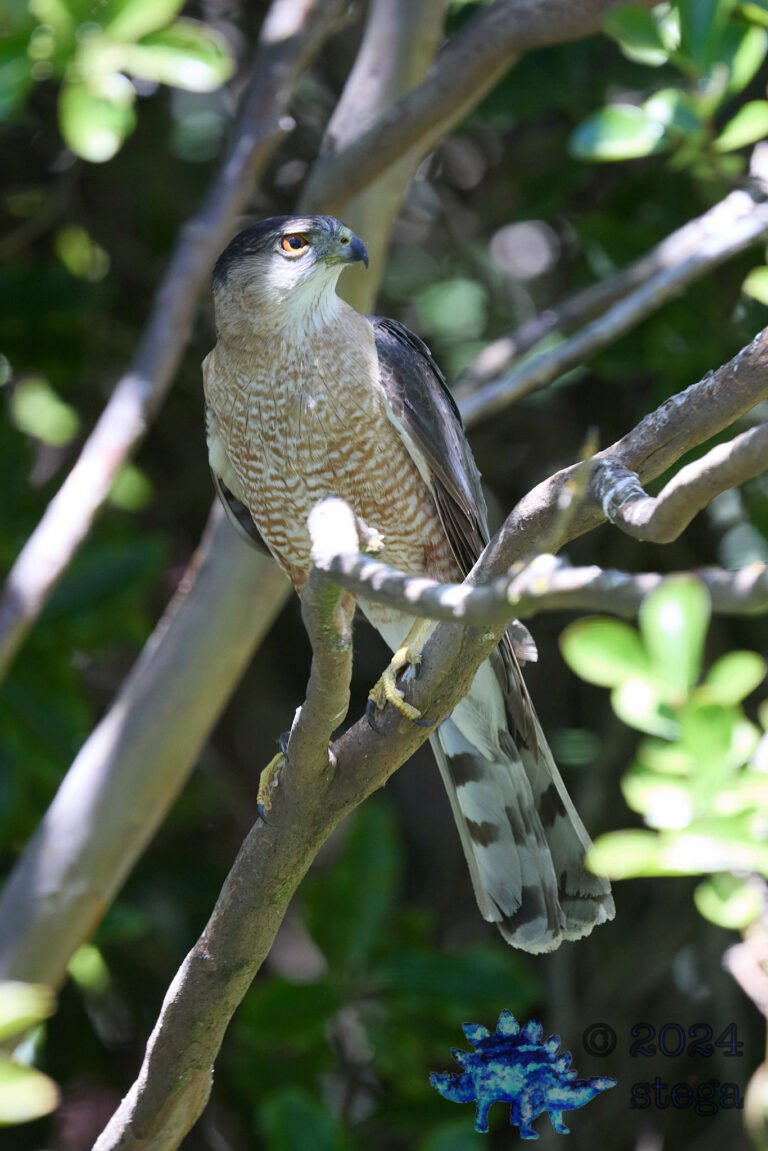 Cooper’s Hawk