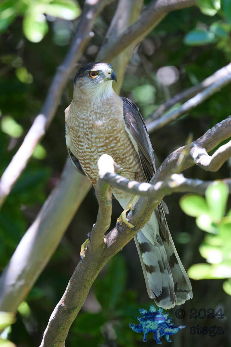 Cooper’s Hawk