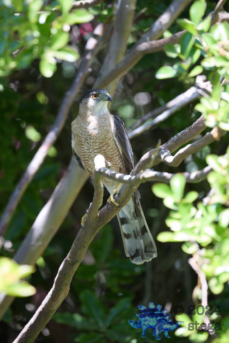 Cooper’s Hawk
