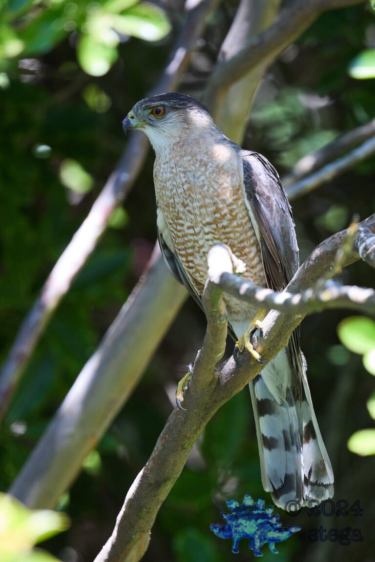 Cooper’s Hawk