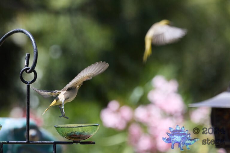 Bullock’s Oriole