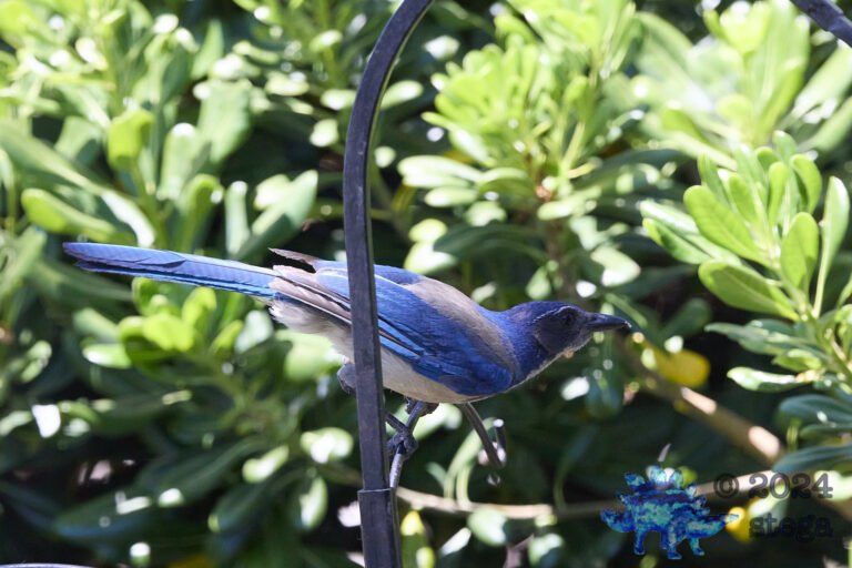 California Scrub Jay