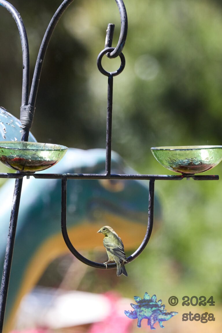 American Goldfinch