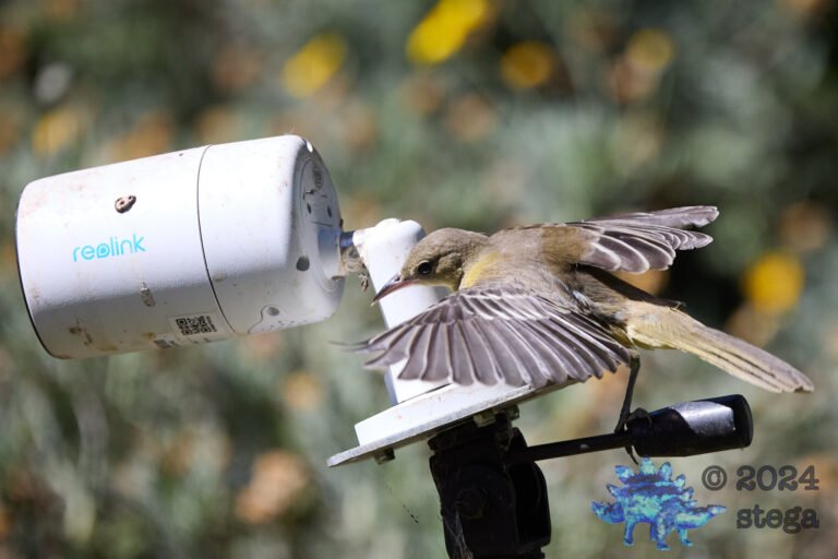 Bullock’s Oriole