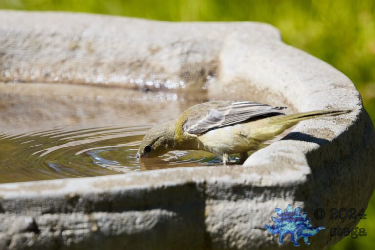 Bullock’s Oriole