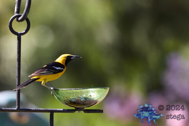 Hooded Oriole