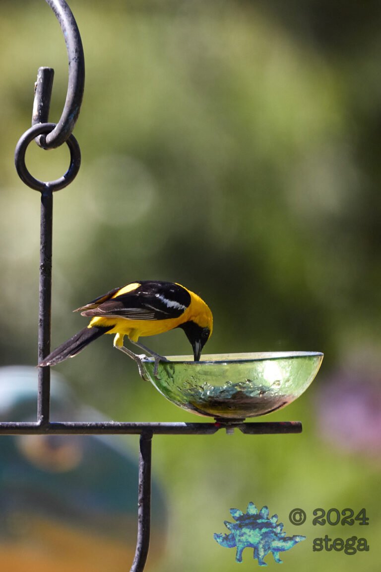 Hooded Oriole