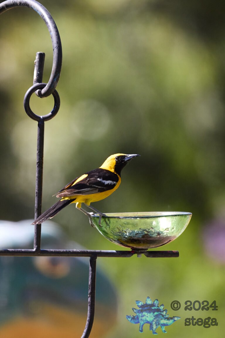 Hooded Oriole