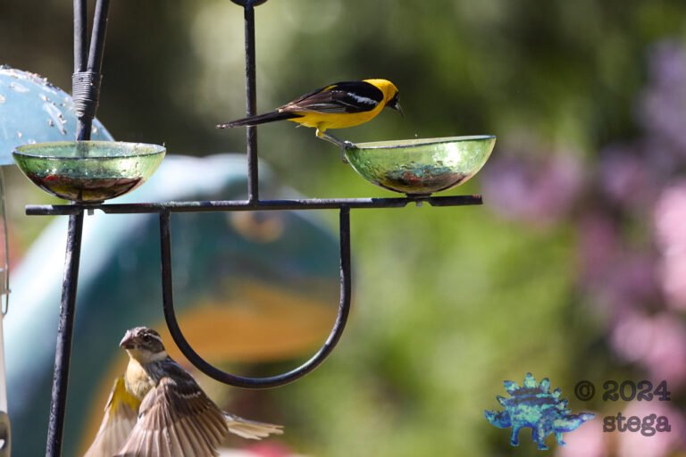 Hooded Oriole
