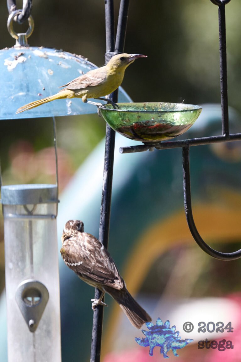 Black-headed Grosbeak, Hooded Oriole