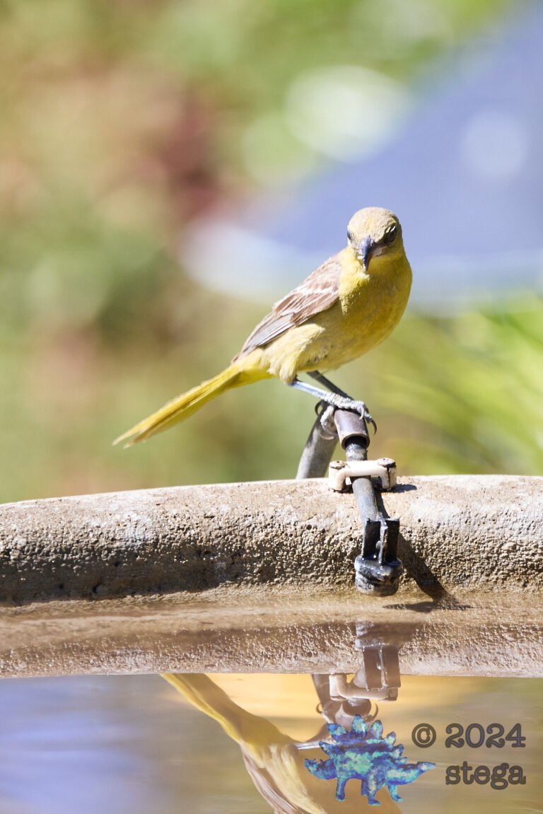 Bullock’s Oriole