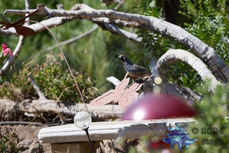 California Quail