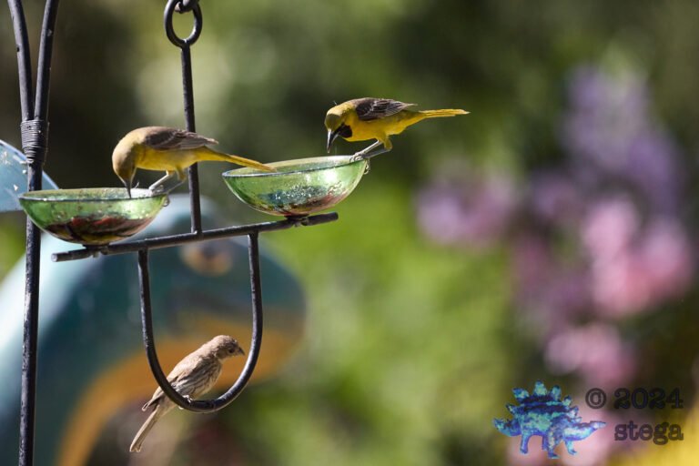 Hooded Oriole