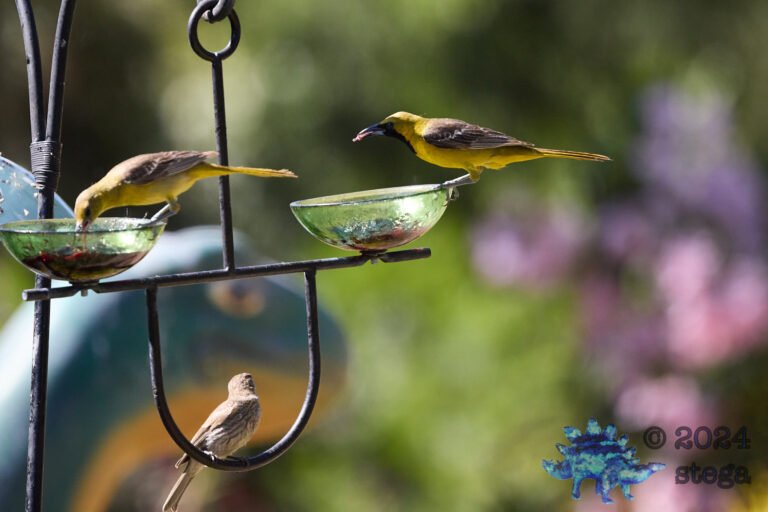 Hooded Oriole, House Finch