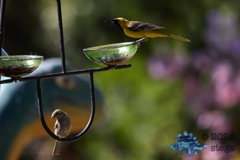Hooded Oriole, House Finch
