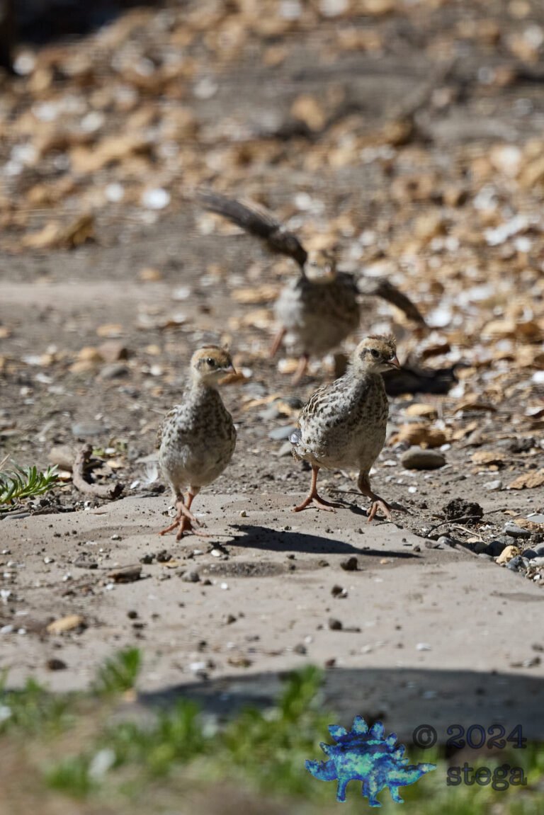 California Quail