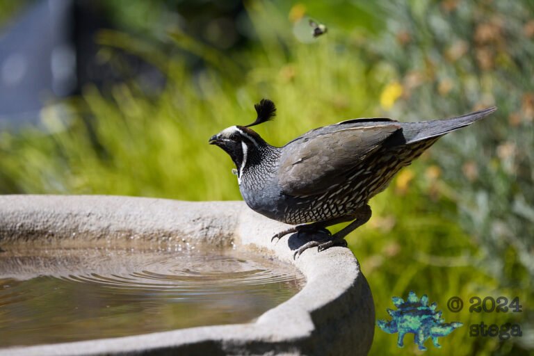 California Quail